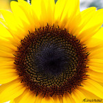 Floral, flower, flora, floral photography, flower photography, photography, Bloom, blossom, nature, macro, close up, close-up, close_up, beauty, beautiful, Virginia horticulture, garden, floral photography, nature photography, macro photography, sunflower, yellow, giant, daisy, flower, floral, seeds, close-up, macro, petals