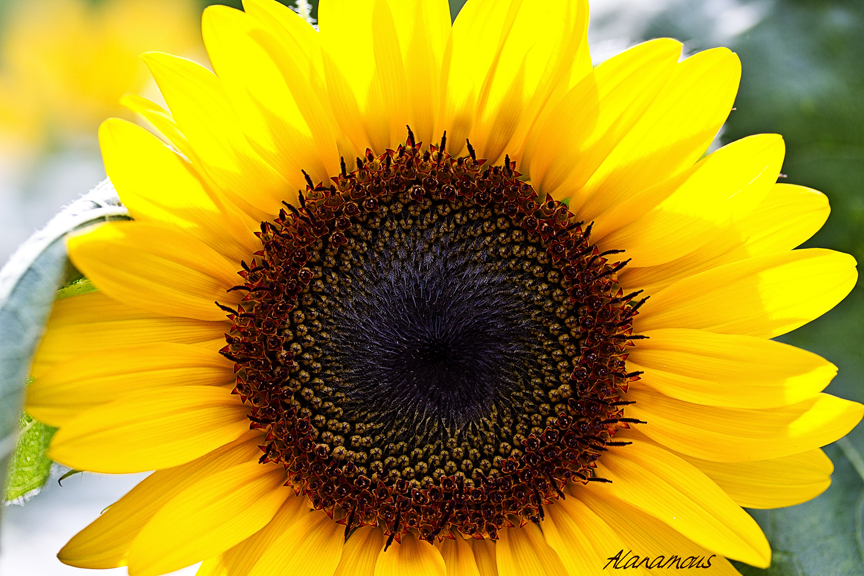 sunflower, happiness, bright, sun, sunshine, sunny, inspiration, flower, floral, happy