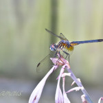 Dragonfly with stripes, insect, anthropoda, invertebrate, macro, bug, nature, close-up, close up, dragonfly, blue dasher, longipenis, rainbow, blue, female, Pachydiplax longipennis, insect photography, macro photography, nature photography