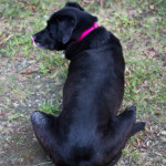 animal, pet, dog, Labrador Retriever, pitbul, pitbull, lab-pit, lab-pitt, rescue dog, mutt, rescue mutt, black lab, black labrador retriever, doggie, Alanamous, animals, pet photography, animal photography