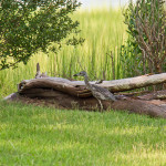 juvenile yellow crowned night heron, yellow crowned night heron, heron, animal, animals, bird, birds, birds of prey, Virginia, Virginia wildlife, wildlife photography, Norfolk Virginia, Norfolk, Larchmont, Boushs Bluff,
