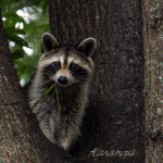 wildlife, wildlife photography, animal, animals, raccoon, racoon, procyonid, coon, critter, masked, Norfolk Botanical Gardens, Norfolk Botanical Garden, NBG,nature, Virginia wildlife, Norfolk Virginia