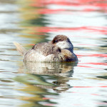 grebe, bird, water bird, float, water, Elizabeth River, LaFayette River, Chesapeake Bay, Winter, bird, grey, juvenile, Norfolk, Tidewater, Hampton Roads, Virginia, wildlife, duck, Podicipediformes , chordata, animal, wildlife photography, animal photography, nature photography, nature, natural, genuine wildlife, Virginia Wildlife, Larchmont, Alanamous
