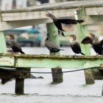 Virginia, cormorant, bird, black, white, speckled, water, Larchmont, Norfolk, swim, awkward, pudgey, black