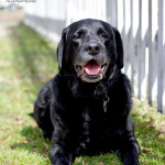 animal, pet, portrait, pet photography, pet photograph, pet portrait, pet photography, animal photograph, animal portrait, dog, Labrador Retriever, Lab, English Lab, Labs, English Labrador Retriever, Black Lab, Black Labrador Retriever, Black English Labrador Retriever, Larchmont, Norfolk, Virginia, Norfolk Virginia, Larchmont Norfolk, neighborhood,, peaceful, charming, tranquil, Edgewater, Hampton Roads, Tidewater, Norfolk, picket fence, pooch, puppy, old dog, senior dog, Black Labs