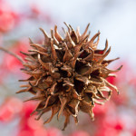 Floral, flower, flora, floral photography, flower photography, photography, Bloom, blossom, nature, macro, close up, close-up, close_up, beauty, beautiful, Virginia horticulture, garden, floral photography, nature photography, macro photography, sweetgum, sweet gum, seed, seed pod