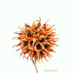 Floral, flower, flora, floral photography, flower photography, photography, Bloom, blossom, nature, macro, close up, close-up, close_up, beauty, beautiful, Virginia horticulture, garden, floral photography, nature photography, macro photography, sweetgum, sweet gum, seed, seed pod