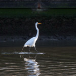 Egret, white egret, great white egret, bird, bird of prey, animal, wildlife, nature, Virginia wildlife, natural, genuine wildlife, wildlife photography, wildlife photograph, wildlife portrait, nature photography, nature photograph, nature portrait, animal photography, animal photograph, water bird, Larchmont, Norfolk, Virginia, Norfolk Virginia, Larchmont Norfolk, LaFayette River, Edgewater, Hampton Roads, Tidewater, golden hour, water, swamp, marsh, marshland, natural habitat, peaceful, charming, tranquil, Alanamous