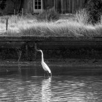 Egret, white egret, great white egret, bird, bird of prey, animal, wildlife, nature, Virginia wildlife, natural, genuine wildlife, wildlife photography, wildlife photograph, wildlife portrait, nature photography, nature photograph, nature portrait, animal photography, animal photograph, water bird, Larchmont, Norfolk, Virginia, Norfolk Virginia, Larchmont Norfolk, LaFayette River, Edgewater, Hampton Roads, Tidewater, golden hour, water, swamp, marsh, marshland, natural habitat, peaceful, charming, tranquil, Alanamous