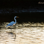 Egret, white egret, great white egret, bird, bird of prey, animal, wildlife, nature, Virginia wildlife, natural, genuine wildlife, wildlife photography, wildlife photograph, wildlife portrait, nature photography, nature photograph, nature portrait, animal photography, animal photograph, water bird, Larchmont, Norfolk, Virginia, Norfolk Virginia, Larchmont Norfolk, LaFayette River, Edgewater, Hampton Roads, Tidewater, golden hour, water, swamp, marsh, marshland, natural habitat, peaceful, charming, tranquil, Alanamous