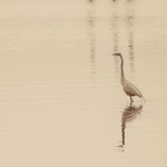 animal, wildlife, nature, portrait, Virginia wildlife, wildlife photography, wildlife photograph, wildlife portrait, nature photography, nature photograph, nature portrait, animal photography, animal photograph, animal portrait, bird, egret, white egret, great white egret, birds of prey, water bird, birds in flight, swamp, marsh, marshland, natural habitat, Larchmont, Norfolk, Virginia, Norfolk Virginia, Larchmont Norfolk, neighborhood, LaFayette River, peaceful, charming, tranquil, Edgewater, Hampton Roads, Tidewater, sunset