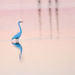 Egret, white egret, great white egret, bird, bird of prey, animal, wildlife, nature, Virginia wildlife, natural, genuine wildlife, wildlife photography, wildlife photograph, wildlife portrait, nature photography, nature photograph, nature portrait, animal photography, animal photograph, water bird, Larchmont, Norfolk, Virginia, Norfolk Virginia, Larchmont Norfolk, LaFayette River, Edgewater, Hampton Roads, Tidewater, golden hour, water, swamp, marsh, marshland, natural habitat, peaceful, charming, tranquil, Alanamous, sunset, pastel, pink