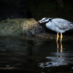 Nyctanassa violacea, Nyctanassa,yellow crowned night heron eating frog