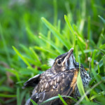 Animal, wildlife, wildlife photography, animal photography, nature photography, nature, natural, genuine wildlife, Virginia Wildlife,Fallen From the Nest