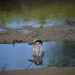 Nyctanassa violacea, Nyctanassa,animal, wildlife, nature, portrait, Virginia wildlife, wildlife photography, wildlife photograph, wildlife portrait, nature photography, nature photograph, nature portrait, animal photography, animal photograph, animal portrait, bird, heron, yellow crowned night heron,, yellow-crowned night heron, American night heron, squak, adult, birds of prey, water bird, birds in flight, St. Patrick Catholic School, Saint Patrick Catholic School, Saint Patrick, St. Patrick, Catholic School, swamp, marsh, marshland, natural habitat, Larchmont, Norfolk, Virginia, Norfolk Virginia, Larchmont Norfolk, neighborhood, LaFayette River, peaceful, charming, tranquil, Edgewater, Hampton Roads, Tidewater, small blue, red eye, white crown, yellow legs, orange legs