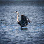 animal, wildlife, nature, portrait, Virginia wildlife, wildlife photography, wildlife photograph, wildlife portrait, nature photography, nature photograph, nature portrait, animal photography, animal photograph, animal portrait, bird, heron, great blue heron, blue heron, birds of prey, water bird, swamp, marsh, marshland, natural habitat, Larchmont, Norfolk, Virginia, Norfolk Virginia, Larchmont Norfolk, neighborhood, LaFayette River, peaceful, charming, tranquil, Edgewater, Hampton Roads, Tidewater