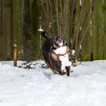 animal, animals, dog, dogs, snow, snow dog, rescue, pup, Australian Shepherd, Norfolk, Norfolk Virginia, animal portraits, dogs in snow, funny animal face, snow day, Virginia