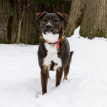 animal, animals, dog, dogs, snow, snow dog, rescue, pup, Australian Shepherd, Norfolk, Norfolk Virginia, animal portraits, dogs in snow, funny animal face, snow day, Virginia