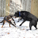 dogs, adorable, dog, animal, pet, portrait, pet photography, animal portrait, pet portrait, Norfolk, Virginia, Norfolk Virginia, animal photography, pet photography, animal photograph, pet photograph, Larchmont