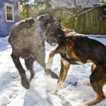 animal, pet, portrait, pet photography, pet photograph, pet portrait, pet photography, animal photograph, animal portrait, dog, Labrador Retriever, Lab, English Lab, Labs, English Labrador Retriever, Black Lab, Black Labrador Retriever, Black English Labrador Retriever, Larchmont, Norfolk, Virginia, Norfolk Virginia, Larchmont Norfolk, neighborhood,, peaceful, charming, tranquil, Edgewater, Hampton Roads, Tidewater, Norfolk, picket fence, pooch, puppy, old dog, senior dog, Australian Shepherd, Aussie, rescue dog, rescue pup, snow, snow dog