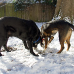 dog, brother, sister, Moose, Bailey, labrador, retriever, English Labrador Retriever, snow, Norfolk, Virginia
