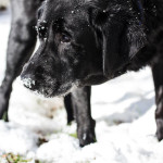 dog, Moose, snow, Norfolk, Virginia, labrador, retriever, English labrador retriever, black, thinking