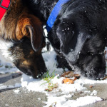animal, pet, portrait, pet photography, pet photograph, pet portrait, pet photography, animal photograph, animal portrait, dog, Labrador Retriever, Lab, English Lab, Labs, English Labrador Retriever, Black Lab, Black Labrador Retriever, Black English Labrador Retriever, Larchmont, Norfolk, Virginia, Norfolk Virginia, Larchmont Norfolk, neighborhood,, peaceful, charming, tranquil, Edgewater, Hampton Roads, Tidewater, Norfolk, picket fence, pooch, puppy, old dog, senior dog, rescue dog, Australian Shepherd, Aussie
