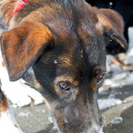 Baliey, rescue, dog, pound, shelter, snow, pup, puppy, Norfolk, Virginia