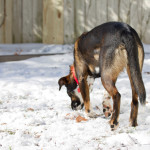Baliey, rescue, dog, pound, shelter, snow, pup, puppy, Norfolk, Virginia