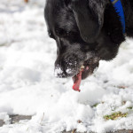 animal, pet, portrait, pet photography, pet photograph, pet portrait, pet photography, animal photograph, animal portrait, dog, Labrador Retriever, Lab, English Lab, Labs, English Labrador Retriever, Black Lab, Black Labrador Retriever, Black English Labrador Retriever, Larchmont, Norfolk, Virginia, Norfolk Virginia, Larchmont Norfolk, neighborhood,, peaceful, charming, tranquil, Edgewater, Hampton Roads, Tidewater, Norfolk, picket fence, pooch, puppy, old dog, senior dog, snow dog, snow, snowball snow ball