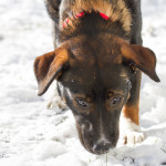Baliey, rescue, dog, pound, shelter, snow, pup, puppy, Norfolk, Virginia