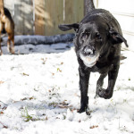animal, pet, portrait, pet photography, pet photograph, pet portrait, pet photography, animal photograph, animal portrait, dog, Labrador Retriever, Lab, English Lab, Labs, English Labrador Retriever, Black Lab, Black Labrador Retriever, Black English Labrador Retriever, Larchmont, Norfolk, Virginia, Norfolk Virginia, Larchmont Norfolk, neighborhood,, peaceful, charming, tranquil, Edgewater, Hampton Roads, Tidewater, Norfolk, picket fence, pooch, puppy, old dog, senior dog, snow, snow dog, snow ball