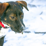 Baliey, rescue, dog, moss, pound, shelter, snow, pup, puppy, Norfolk, Virginia, moss