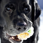 Moose, dog, English Labrador Retriever, labrador, retriever, frozen, snow, tennis ball, ball, dog, snow, black, happy, chew,