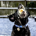 Moose, snow, ball, catch, dog, English Labrador Retriever, Norfolk, Virginia