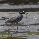 Nyctanassa violacea, Nyctanassa,animal, wildlife, nature, portrait, Virginia wildlife, wildlife photography, wildlife photograph, wildlife portrait, nature photography, nature photograph, nature portrait, animal photography, animal photograph, animal portrait, bird, heron, yellow crowned night heron,, yellow-crowned night heron, American night heron, squak, adult, birds of prey, water bird, birds in flight, swamp, marsh, marshland, natural habitat, Larchmont, Norfolk, Virginia, Norfolk Virginia, Larchmont Norfolk, neighborhood, LaFayette River, peaceful, charming, tranquil, Edgewater, Hampton Roads, Tidewater, small blue, red eye, white crown, yellow legs, orange legs, circle of life, earthworm, earth worm