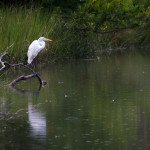 Egret, white egret, great white egret, bird, bird of prey, animal, wildlife, nature, Virginia wildlife, natural, genuine wildlife, wildlife photography, wildlife photograph, wildlife portrait, nature photography, nature photograph, nature portrait, animal photography, animal photograph, water bird, Larchmont, Norfolk, Virginia, Norfolk Virginia, Larchmont Norfolk, LaFayette River, Edgewater, Hampton Roads, Tidewater, swamp, marsh, marshland, natural habitat, peaceful, charming, tranquil, Alanamous