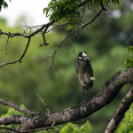 Nyctanassa violacea, Nyctanassa,animal, wildlife, nature, portrait, Virginia wildlife, wildlife photography, wildlife photograph, wildlife portrait, nature photography, nature photograph, nature portrait, animal photography, animal photograph, animal portrait, bird, Boushs Bluff, Boush’s Bluff, Sylvan St, Sylvan Street, yellow-crowned night heron, yellow crowned night heron, American night heron, squak, small blue heron, red eye, orange eye, white crown, yellow crown, yellow legs, orange legs