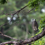 Nyctanassa violacea, Nyctanassa,animal, wildlife, nature, portrait, Virginia wildlife, wildlife photography, wildlife photograph, wildlife portrait, nature photography, nature photograph, nature portrait, animal photography, animal photograph, animal portrait, bird, Boushs Bluff, Boush’s Bluff, Sylvan St, Sylvan Street, yellow-crowned night heron, yellow crowned night heron, American night heron, squak, small blue heron, red eye, orange eye, white crown, yellow crown, yellow legs, orange legs