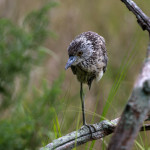 Nyctanassa violacea, Nyctanassa,animal, wildlife, nature, portrait, Virginia wildlife, wildlife photography, wildlife photograph, wildlife portrait, nature photography, nature photograph, nature portrait, animal photography, animal photograph, animal portrait, bird, Boushs Bluff, Boush’s Bluff, Sylvan St, Sylvan Street, yellow-crowned night heron, yellow crowned night heron, American night heron, squak, small blue heron, red eye, orange eye, white crown, yellow crown, yellow legs, orange legs, juvenile