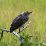Nyctanassa violacea, Nyctanassa,animal, wildlife, nature, portrait, Virginia wildlife, wildlife photography, wildlife photograph, wildlife portrait, nature photography, nature photograph, nature portrait, animal photography, animal photograph, animal portrait, bird, Boushs Bluff, Boush’s Bluff, Sylvan St, Sylvan Street, yellow-crowned night heron, yellow crowned night heron, American night heron, squak, small blue heron, red eye, orange eye, white crown, yellow crown, yellow legs, orange legs, juvenile
