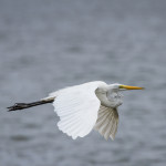 animal, wildlife, nature, portrait, Virginia wildlife, wildlife photography, wildlife photograph, wildlife portrait, nature photography, nature photograph, nature portrait, animal photography, animal photograph, animal portrait, bird, egret, white egret, great white egret, birds of prey, water bird, birds in flight, swamp, marsh, marshland, natural habitat, Larchmont, Norfolk, Virginia, Norfolk Virginia, Larchmont Norfolk, neighborhood, LaFayette River, peaceful, charming, tranquil, Edgewater, Hampton Roads, Tidewater, The Hague, Ghent