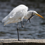 animal, wildlife, nature, portrait, Virginia wildlife, wildlife photography, wildlife photograph, wildlife portrait, nature photography, nature photograph, nature portrait, animal photography, animal photograph, animal portrait, bird, egret, white egret, great white egret, birds of prey, water bird, birds in flight, swamp, marsh, marshland, natural habitat, Larchmont, Norfolk, Virginia, Norfolk Virginia, Larchmont Norfolk, neighborhood, LaFayette River, peaceful, charming, tranquil, Edgewater, Hampton Roads, Tidewater, The Hague, Ghent, scratch, leg, itch