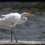 animal, wildlife, nature, portrait, Virginia wildlife, wildlife photography, wildlife photograph, wildlife portrait, nature photography, nature photograph, nature portrait, animal photography, animal photograph, animal portrait, bird, egret, white egret, great white egret, birds of prey, water bird, birds in flight, swamp, marsh, marshland, natural habitat, Larchmont, Norfolk, Virginia, Norfolk Virginia, Larchmont Norfolk, neighborhood, LaFayette River, peaceful, charming, tranquil, Edgewater, Hampton Roads, Tidewater, The Hague, Ghent