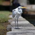 animal, wildlife, nature, portrait, Virginia wildlife, wildlife photography, wildlife photograph, wildlife portrait, nature photography, nature photograph, nature portrait, animal photography, animal photograph, animal portrait, bird, egret, white egret, great white egret, birds of prey, water bird, birds in flight, swamp, marsh, marshland, natural habitat, Larchmont, Norfolk, Virginia, Norfolk Virginia, Larchmont Norfolk, neighborhood, LaFayette River, peaceful, charming, tranquil, Edgewater, Hampton Roads, Tidewater, The Hague, Ghent