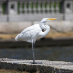 animal, wildlife, nature, portrait, Virginia wildlife, wildlife photography, wildlife photograph, wildlife portrait, nature photography, nature photograph, nature portrait, animal photography, animal photograph, animal portrait, bird, egret, white egret, great white egret, birds of prey, water bird, birds in flight, swamp, marsh, marshland, natural habitat, Larchmont, Norfolk, Virginia, Norfolk Virginia, Larchmont Norfolk, neighborhood, LaFayette River, peaceful, charming, tranquil, Edgewater, Hampton Roads, Tidewater, The Hague, Ghent