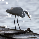 Egret, white egret, great white egret, bird, bird of prey, animal, wildlife, nature, Virginia wildlife, natural, genuine wildlife, wildlife photography, wildlife photograph, wildlife portrait, nature photography, nature photograph, nature portrait, animal photography, animal photograph, water bird, birds in flight, The Hague, Ghent, Larchmont, Norfolk, Virginia, Norfolk Virginia, Larchmont Norfolk, LaFayette River, Edgewater, Hampton Roads, Tidewater, swamp, marsh, marshland, natural habitat, peaceful, charming, tranquil, Alanamous