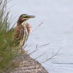 green heron, Butorides virescens, heron, Aves, Ardeidae, Pelecaniformes, bittern, bird, wildlife, animal, Tidewater, Hampton Roads, Norfolk, Virginia, LaFayette River, Elizabeth River, Chesapeake Bay, wildlife photography, animal photography, nature photography, nature, natural, genuine wildlife, Virginia Wildlife, wildlife portrait, animal portrait, nature portrait, natural habitat, small heron, juvenile, speckled neck, little heron, little green heron, water bird, bird of prey