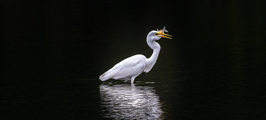 great egret, animal, wildlife, nature, portrait, Virginia wildlife, wildlife photography, wildlife photograph, wildlife portrait, nature photography, nature photograph, nature portrait, animal photography, animal photograph, animal portrait, bird, egret, white egret, great white egret, birds of prey, water bird, birds in flight, swamp, marsh, marshland, natural habitat, Larchmont, Norfolk, Virginia, Norfolk Virginia, Larchmont Norfolk, neighborhood, LaFayette River, peaceful, charming, tranquil, Edgewater, Hampton Roads, Tidewater, St. Patrick Catholic School, Saint Patrick Catholic School, Saint Patrick, St. Patrick, Catholic School, circle of life