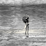 animal, wildlife, nature, portrait, Virginia wildlife, wildlife photography, wildlife photograph, wildlife portrait, nature photography, nature photograph, nature portrait, animal photography, animal photograph, animal portrait, bird, heron, great blue heron, blue heron, birds of prey, water bird, St. Patrick Catholic School, Saint Patrick Catholic School, Saint Patrick, St. Patrick, Catholic School, swamp, marsh, marshland, natural habitat, Larchmont, Norfolk, Virginia, Norfolk Virginia, Larchmont Norfolk, neighborhood, LaFayette River, peaceful, charming, tranquil, Edgewater, Hampton Roads, Tidewater, circle of life, rainbow trout, prey